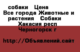 собаки › Цена ­ 2 500 - Все города Животные и растения » Собаки   . Хакасия респ.,Черногорск г.